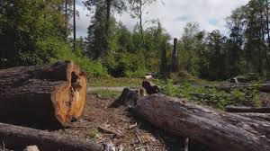 Best Root Management and Removal  in Capitan, NM