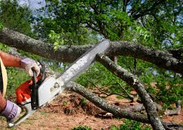 Lawn Renovation and Restoration in Capitan, NM