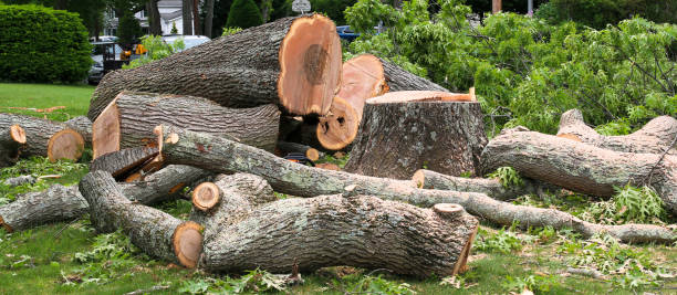 How Our Tree Care Process Works  in  Capitan, NM