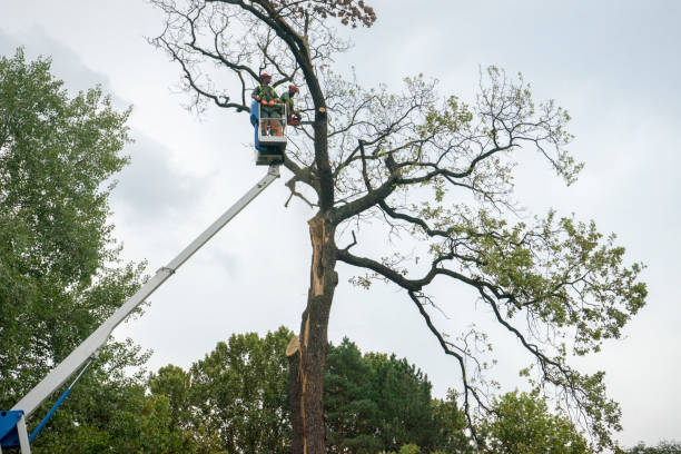 Best Tree Disease Treatment  in Capitan, NM