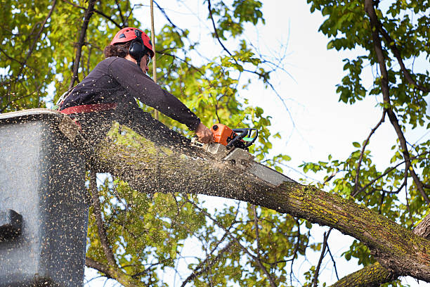 Best Tree Maintenance Programs  in Capitan, NM
